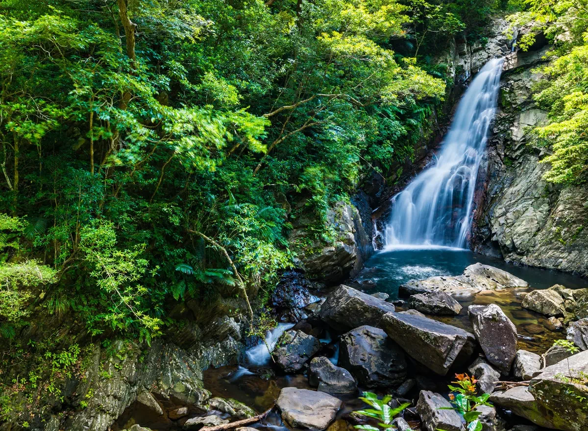yanbaru waterfall forest