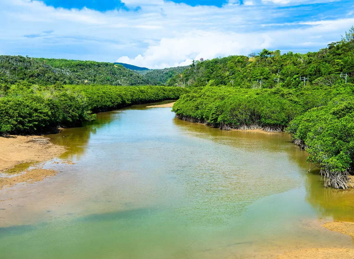 yanbaru mangroves river