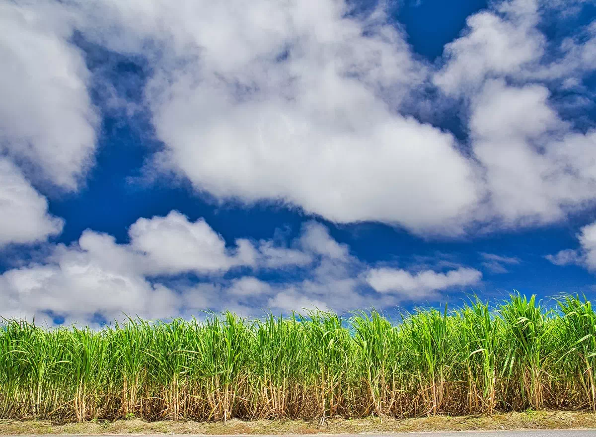 itoman nanjo sugarcane fields