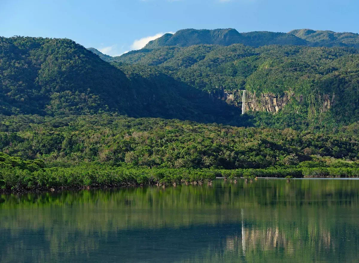 iriomote island forest river