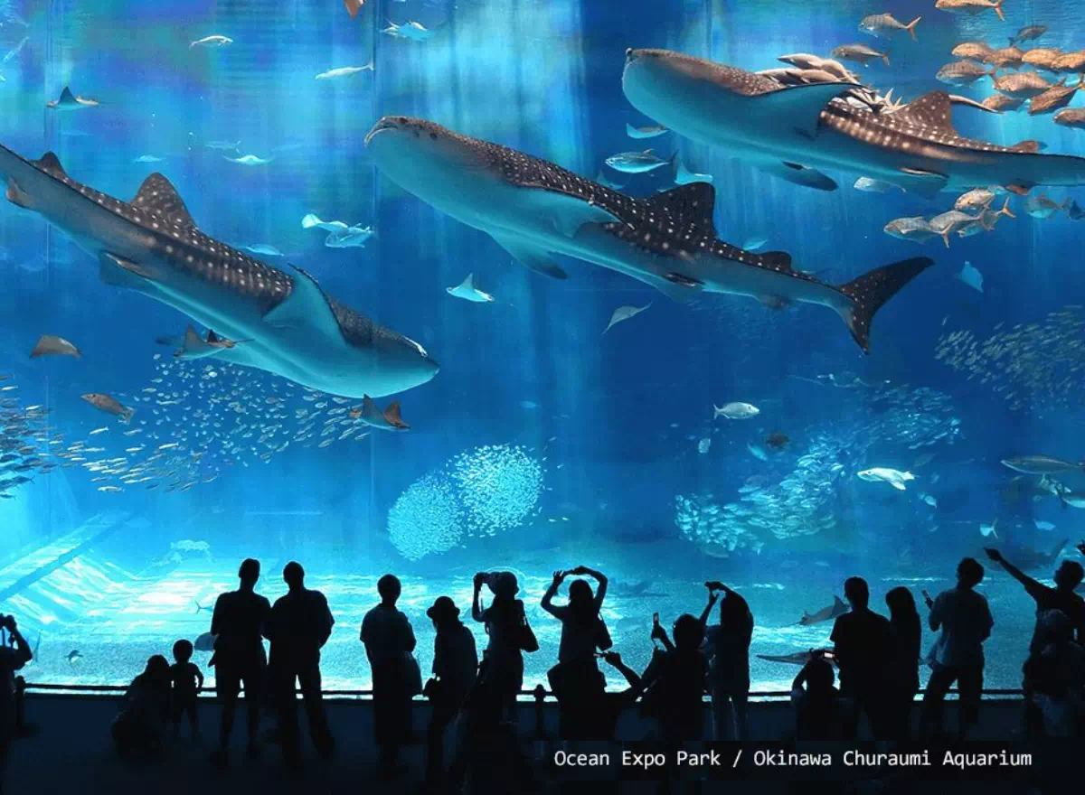january churaumi aquarium