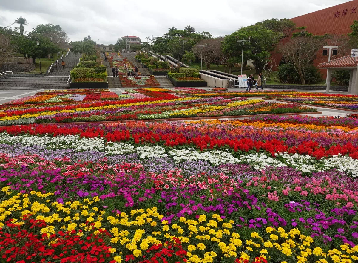 january okinawa flower carnival