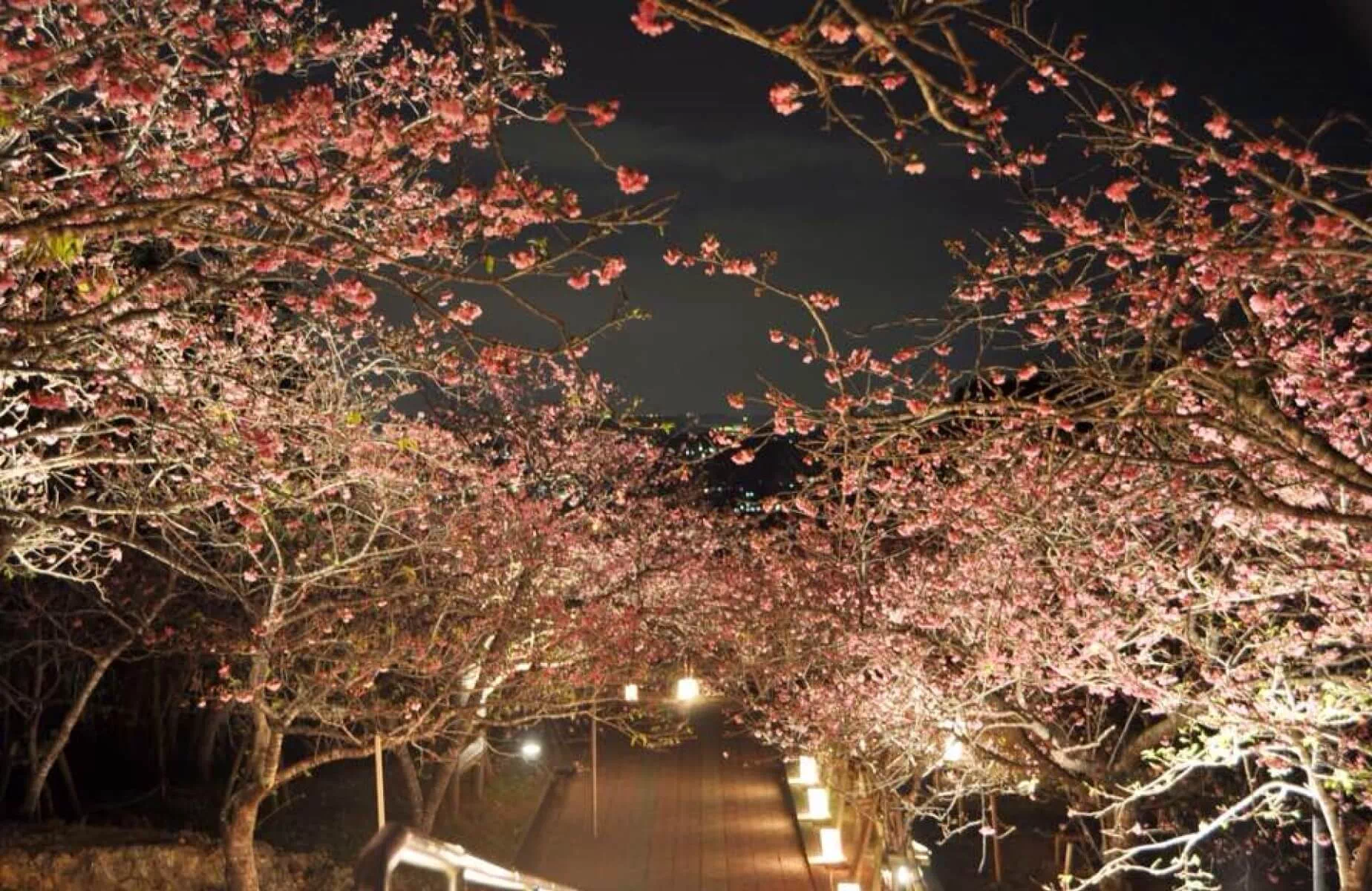 yaese cherry blossom festival