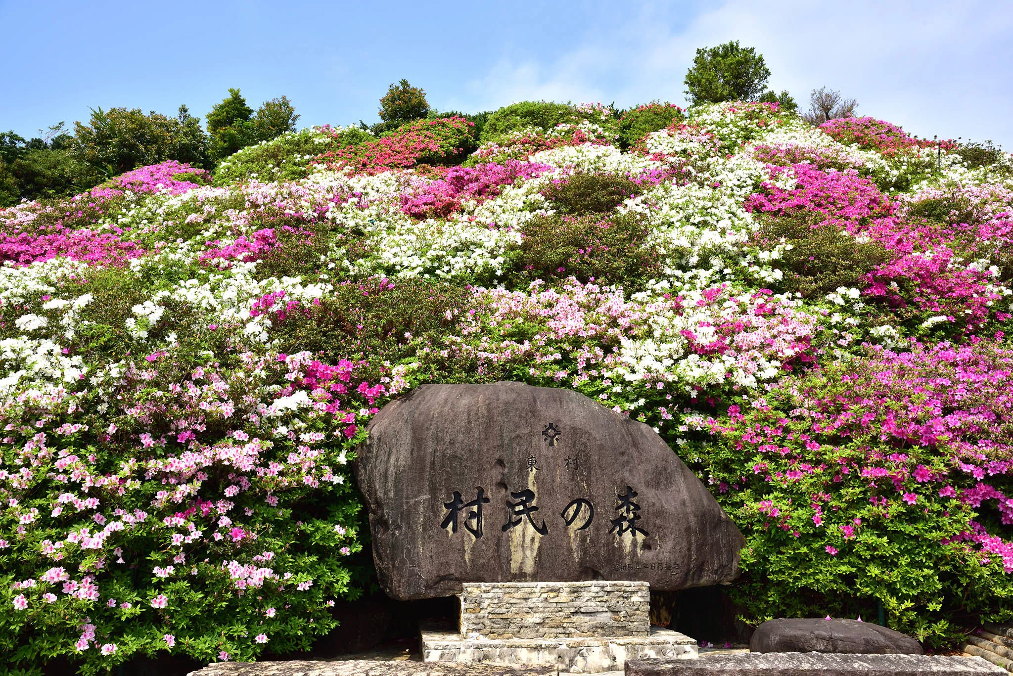 higashi azalea festival