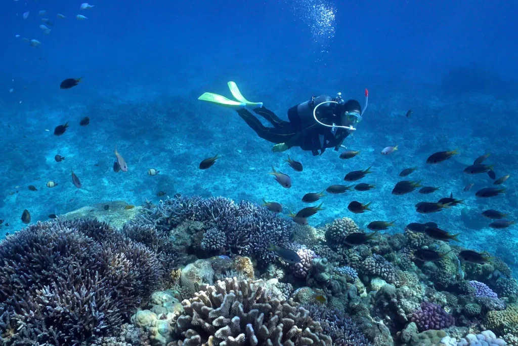 okinawa diving guide