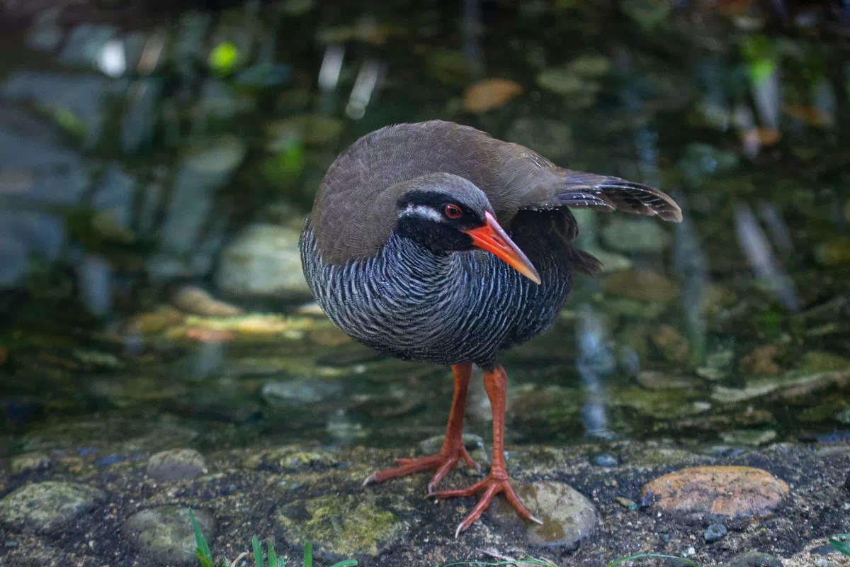 okinawa rail ecology center