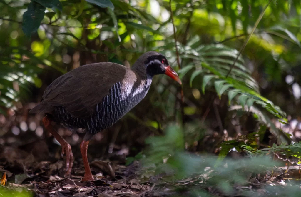 okinawa rail ecology center